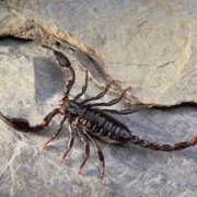 SCORPION SCORPION