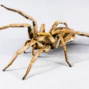 brown-wolf-spider-close-up-photo-thumbnail brown-wolf-spider-close-up-photo-thumbnail