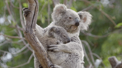 gameznet-animated-koala-001 gameznet-animated-koala-001