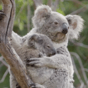 gameznet-animated-koala-001 gameznet-animated-koala-001