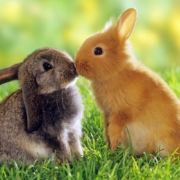 Animal-Love-Wallpaper5 Animal-Love-Wallpaper5