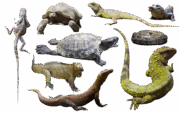 reptiles-transparent-images-gameznet-01
