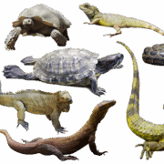 reptiles-transparent-images-gameznet-01 reptiles-transparent-images-gameznet-01
