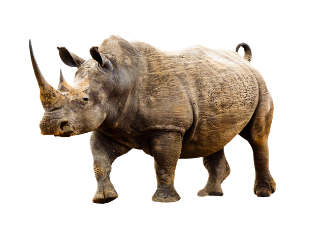rhinoceros-transparent-background-images-gameznet-01