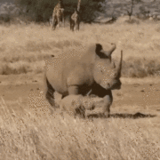 gameznet-animated-rhino-001 gameznet-animated-rhino-001