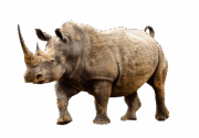 rhinoceros-transparent-background-images-gameznet-01