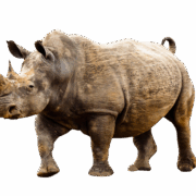 rhinoceros-transparent-background-images-gameznet-01 rhinoceros-transparent-background-images-gameznet-01