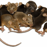 rodent-rats-mice-transparent-background-gameznet-01 rodent-rats-mice-transparent-background-gameznet-01
