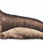 Seal and Sea Lion Transparent Images Seal and Sea Lion Transparent Images