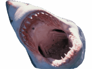 Shark-transparent-background-gameznet-01