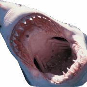 Shark-transparent-background-gameznet-01 Shark-transparent-background-gameznet-01