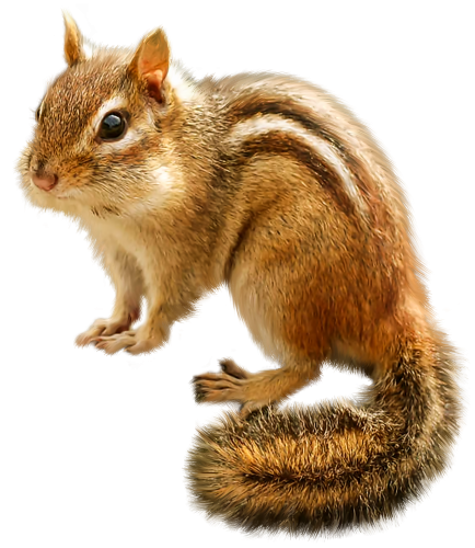 chipmunk-transparent-background-images-gameznet-01