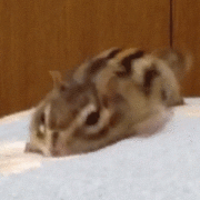 chipmunk-animated-gifs-gameznet chipmunk-animated-gifs-gameznet