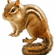 chipmunk-transparent-background-images-gameznet-01 chipmunk-transparent-background-images-gameznet-01