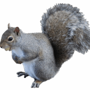 squirrel-transparent-background-gameznet-01 squirrel-transparent-background-gameznet-01