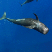 gameznet-animated-whales-001 gameznet-animated-whales-001
