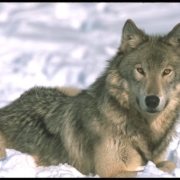 WOLF2 WOLF2