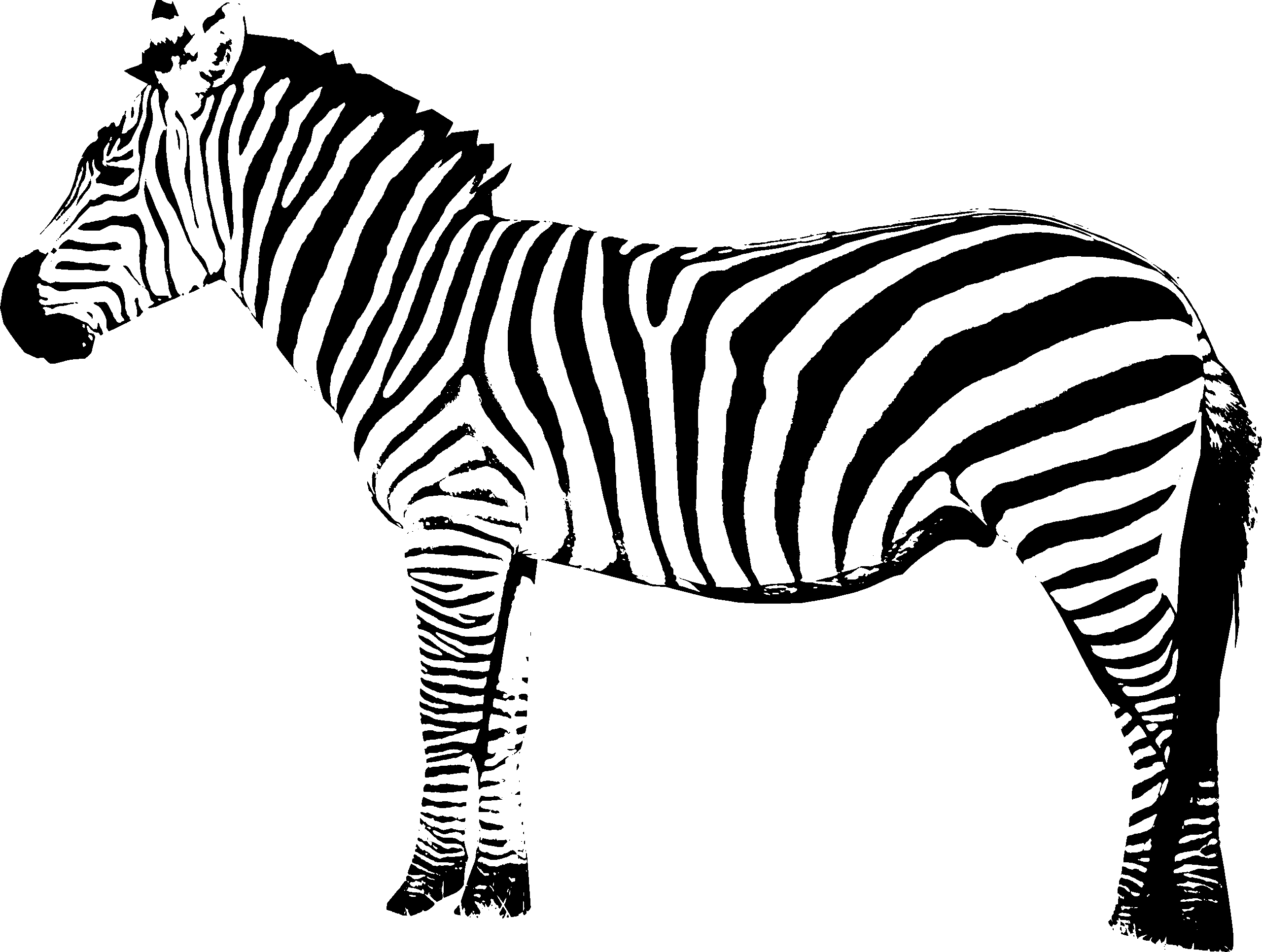 2848px-Zebra_3945_Nevit