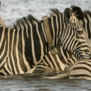 gameznet-animated-zebra-004 gameznet-animated-zebra-004