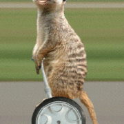gameznet-animated-meerkat-001 gameznet-animated-meerkat-001