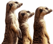 meerkat-transparent-background-gameznet-01