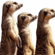 meerkat-transparent-background-gameznet-01 meerkat-transparent-background-gameznet-01
