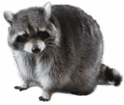 racoon-transparent-background-gameznet-01