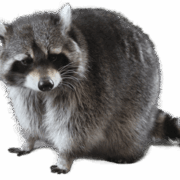 racoon-transparent-background-gameznet-01 racoon-transparent-background-gameznet-01
