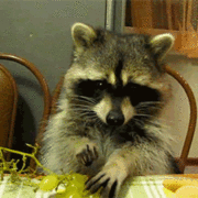 gameznet-animated-raccoon-007 gameznet-animated-raccoon-007