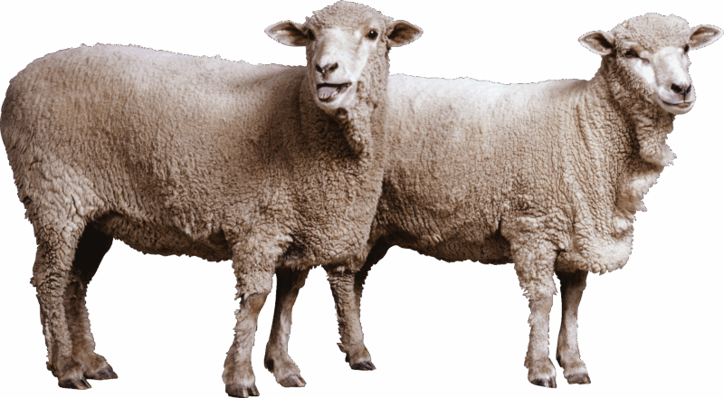 sheep-on-transparent-background-gameznet-01 sheep-on-transparent-background-gameznet-01