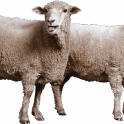 sheep-on-transparent-background-gameznet-01 sheep-on-transparent-background-gameznet-01