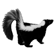 skunk-transparent-background-gameznet-01 skunk-transparent-background-gameznet-01