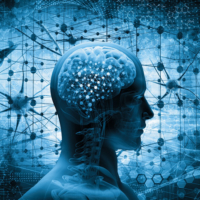 human brain and cells 