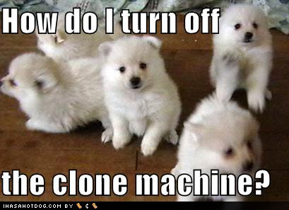 Funny Dog and Puppy Memes