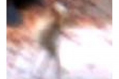 Aliens_Picture_Gallery-t0043