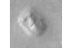 FACE_ICON