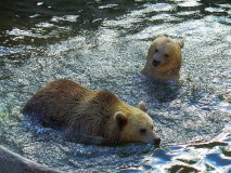 2-grizzly-bear-photo-gameznet-00038