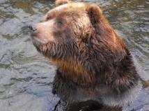 bear-in-water-photo-gameznet-00021