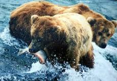 bears-fishing-photo-gameznet-00030