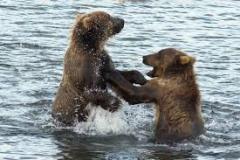 bears-in-water-photo-gameznet-00029