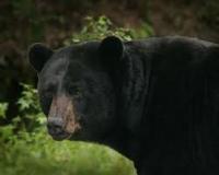 black-bear-photo-gameznet-00004
