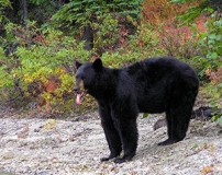 black-bear-photo-gameznet-00040