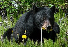 black-bear-photo-gameznet-00046