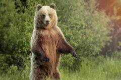 grizzly-bear-photo-gameznet-00003