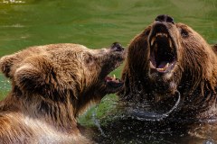 grizzly-bear-photo-gameznet-00034
