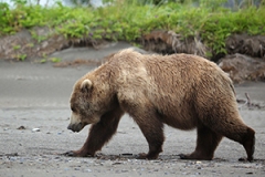 grizzly-bear-photo-gameznet-00039