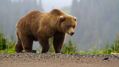grizzly-bear-photo-gameznet-00050