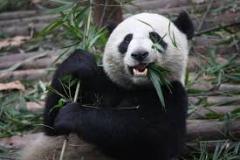 panda-bear-photo-gameznet-00016