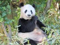 panda-bear-photo-gameznet-00018