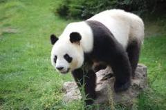 panda-bear-photo-gameznet-00022
